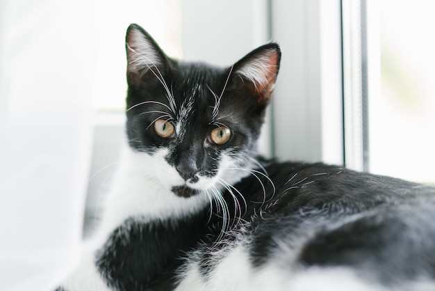 Un hermoso gatito joven de color blanco y negro está sentado en la ventana Mascota favorita de casa