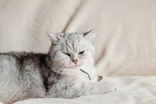 Un hermoso gatito joven está durmiendo y descansando en la cama. Grandes y hermosos ojos de gato marrón.