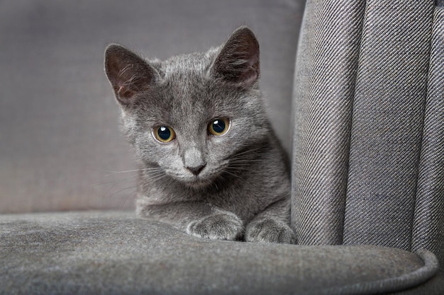 Hermoso gatito juguetón gris en el sillón