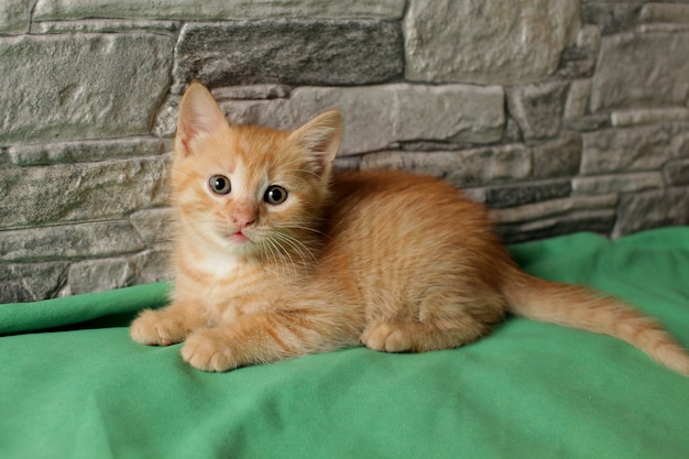 Hermoso gatito de un mes de edad se ve con interés