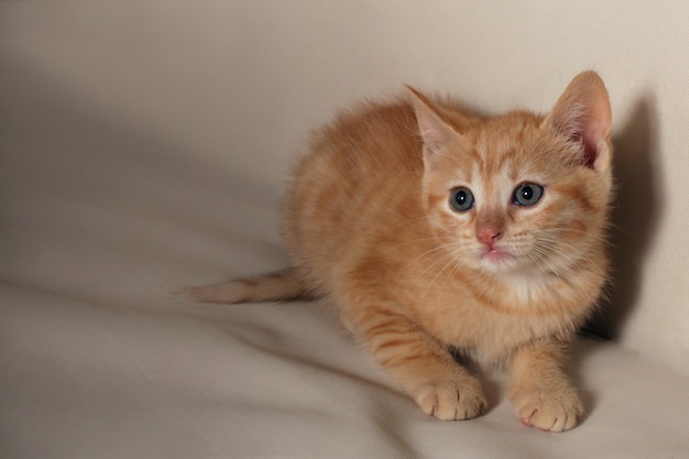 Hermoso gatito de un mes de edad se ve con interés