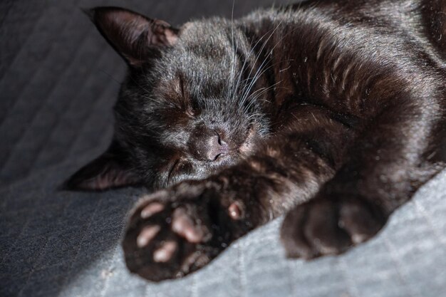 hermoso gatito negro doméstico duerme dulcemente en un fondo a cuadros grises