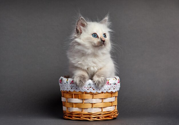 Un hermoso gatito con ojos azules se sienta en una canasta con lugar para texto