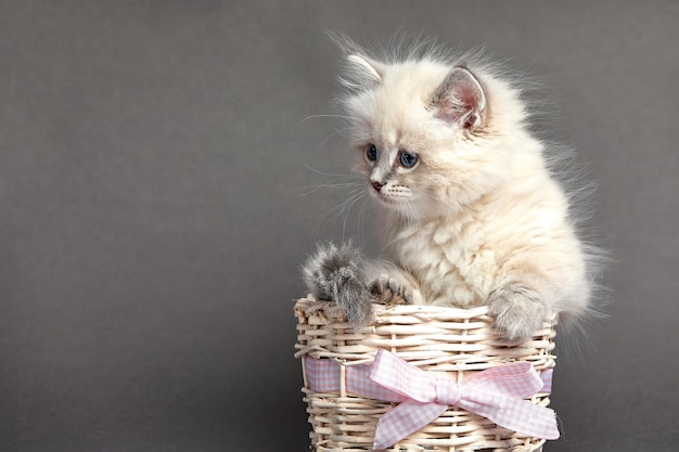 Un hermoso gatito con ojos azules se sienta en una canasta con lugar para texto