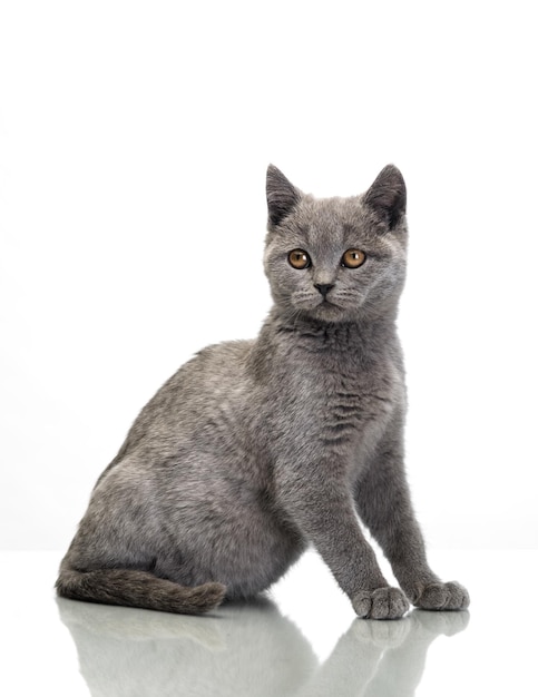 Hermoso gatito pequeño aislado sobre fondo blanco