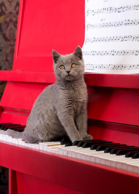 Hermoso gatito pequeño está en el piano y mirando notas