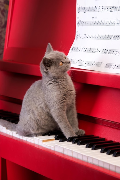 Hermoso gatito pequeño está en el piano y mirando notas
