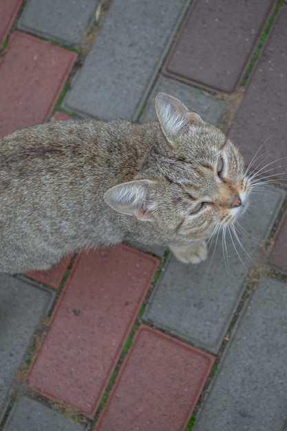 Foto un hermoso gatito está de pie y mirando hacia arriba