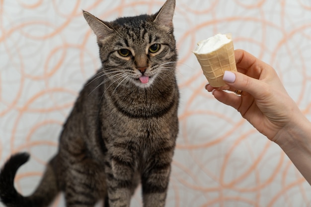 Un hermoso gatito de la raza European Shorthair sacó la lengua y se dispuso a lamer el helado de las manos de la anfitriona.