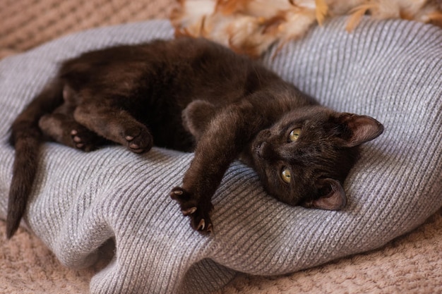 Hermoso gatito relajándose en un cálido suéter El gato está durmiendo en la cama