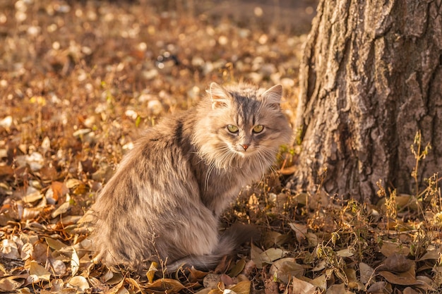 hermoso gatito