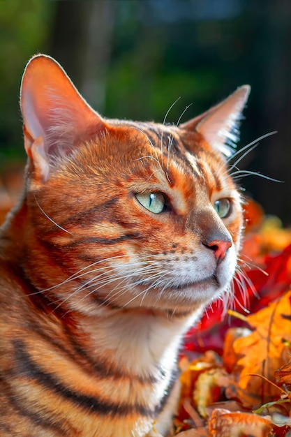 Hermoso gato abisinio de color dorado leopardo en los cálidos rayos naranjas de la luz del sol Retrato atigrado gato de pelo corto vista lateral primer plano Fondo otoñal de hojas caídas