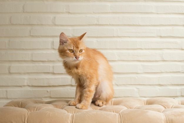 Hermoso gato acostado en el sofá naranja