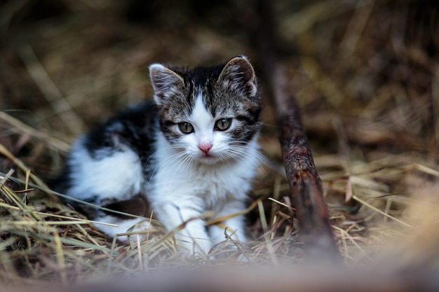 Hermoso gato al aire libre