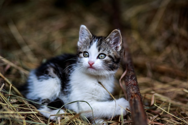 Hermoso gato al aire libre