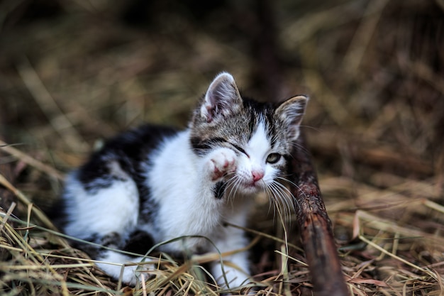 Hermoso gato al aire libre