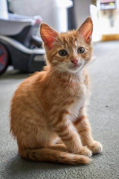 hermoso gato amarillo en el suelo