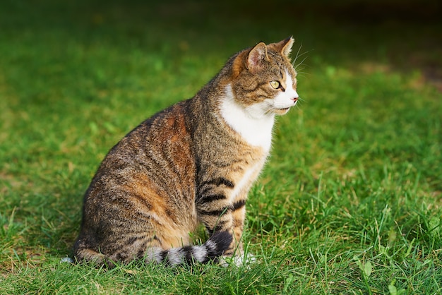 Un hermoso gato atigrado doméstico con ojos amarillos brillantes se sienta en la hierba verde.