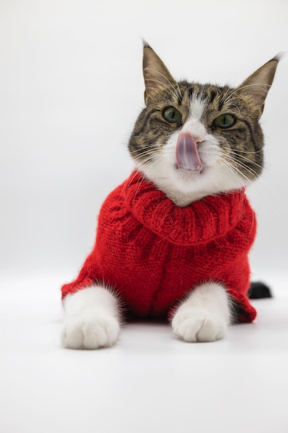 Hermoso gato atigrado lindo aislado sobre fondo blanco