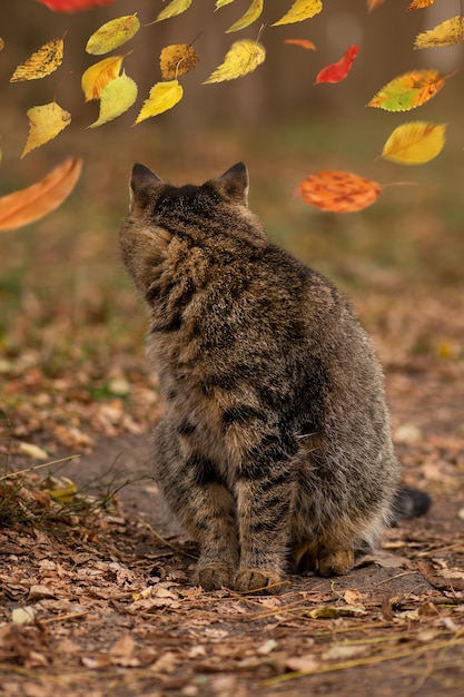 Hermoso gato atigrado manchado Gatito joven sentado en el follaje en el bosque de otoño