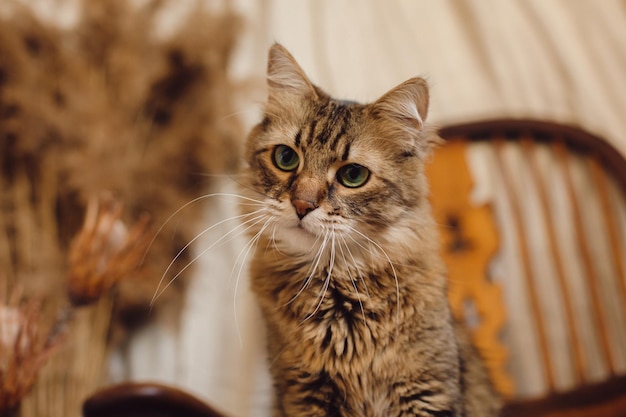 Foto hermoso gato atigrado con mirada curiosa sentado en una silla de madera en una sala de estilo bohemio juguetón