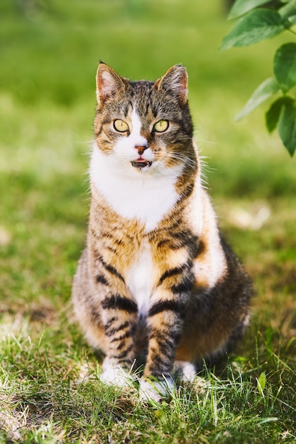 Un hermoso gato atigrado con ojos amarillos se sienta en la hierba verde