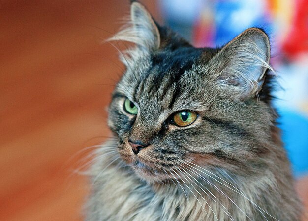 Hermoso gato atigrado con ojos diferentes. De cerca.