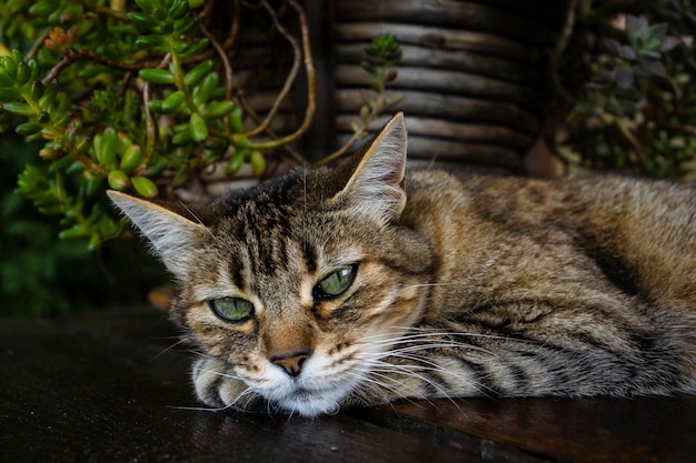 Hermoso gato atigrado de ojos verdes relajándose en la mesa del jardín
