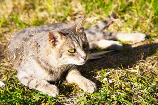 Hermoso gato atigrado en el prado floreciente. Gato disfruta del sol primaveral. hermoso gato europeo en la hierba