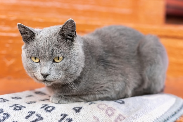 Hermoso gato azul ruso camina en el parque