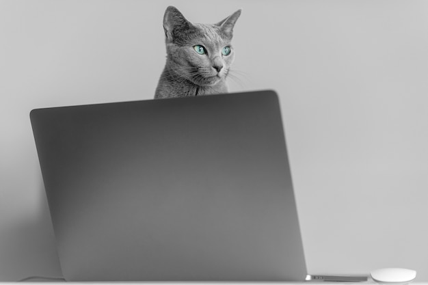 Hermoso gato azul ruso con hocico emocional divertido sentado en keayboard del cuaderno relajante en casa interior sobre fondo gris. cría adorable gatito gris con ojos azules descansando en la computadora portátil