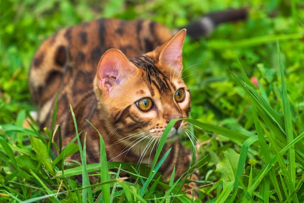 Hermoso gato bengalí joven en el jardín