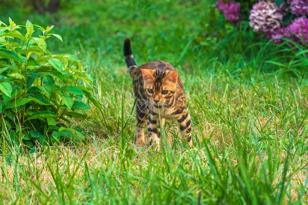 Hermoso gato bengalí joven en el jardín