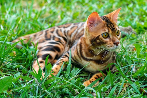 Hermoso gato bengalí joven en el jardín