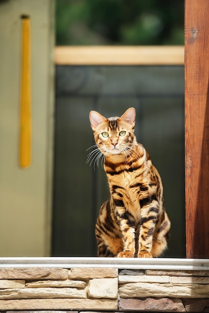 hermoso gato bengalí sentado en el porche de la casa