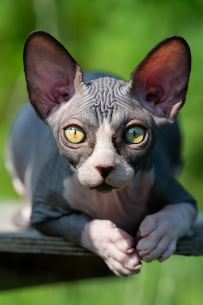 Hermoso gato bicolor joven Sphinx yace en la alfombra mira a la cámara y escucha lo que dicen