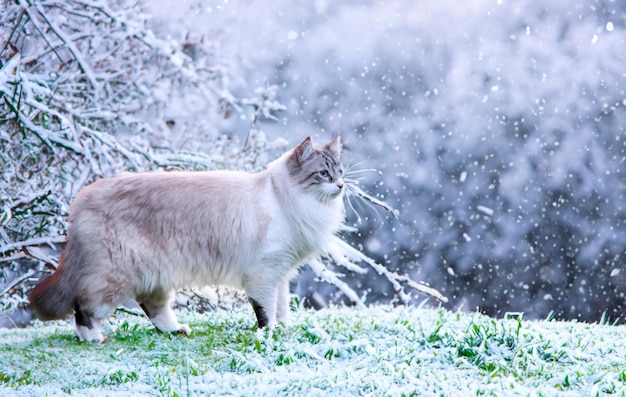 hermoso gato birmano en la naturaleza en invierno