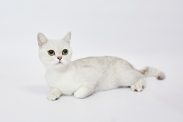 Un hermoso gato blanco British Silver chinchilla