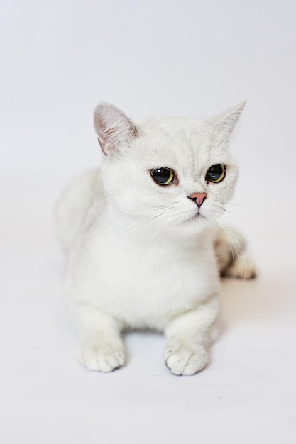 Un hermoso gato blanco British Silver chinchilla