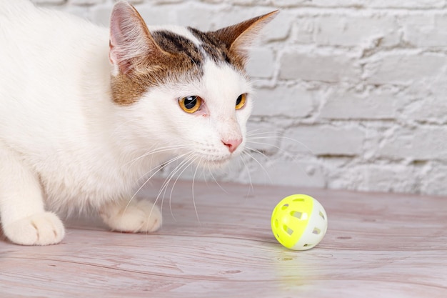 Hermoso gato blanco se encuentra con juguetes closeup