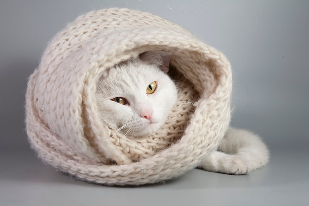 Hermoso gato blanco envuelto en una bufanda tejida