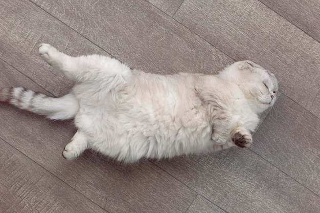 Hermoso gato blanco esponjoso posando acostado sobre un fondo azul de estudio Gato perezoso descansando en casa en el suelo