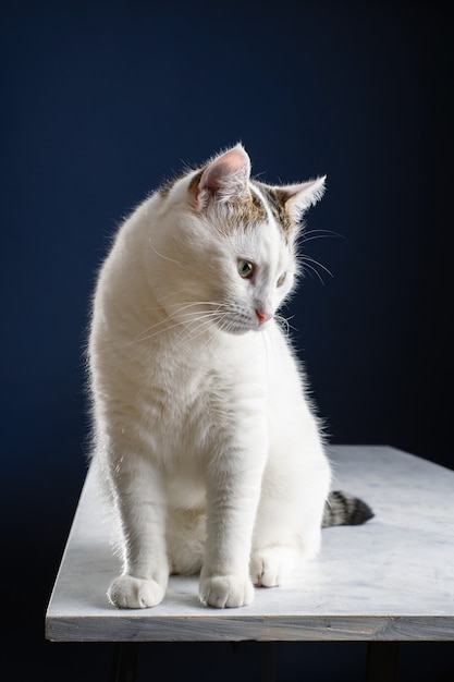 Hermoso gato blanco joven se sienta en una mesa blanca y mira hacia un lado