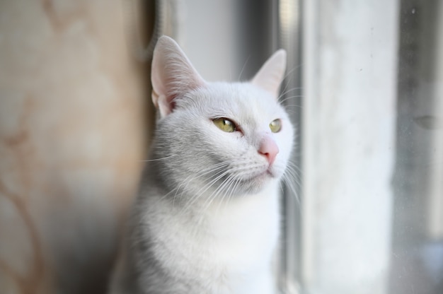 Hermoso gato blanco mirando a la ventana