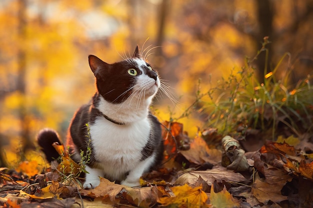 Un hermoso gato blanco y negro está en un parque de otoño al atardecer