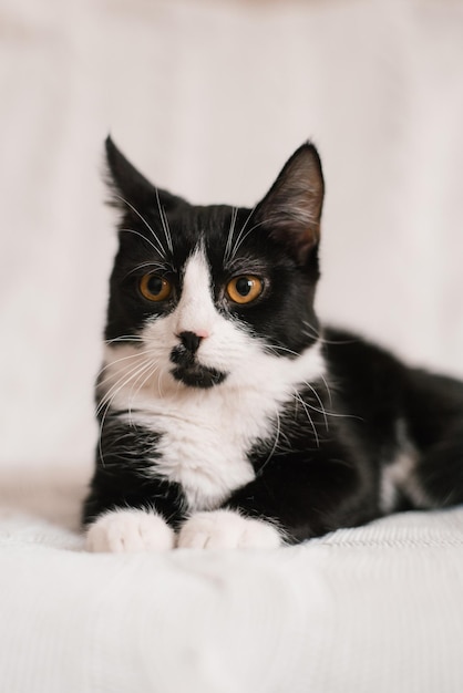 Hermoso gato blanco y negro con ojos amarillos está acostado en un sofá blanco