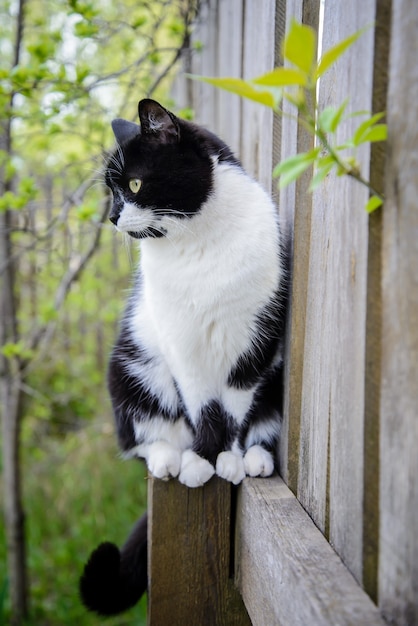 Hermoso gato blanco y negro sentado en una valla de madera en el jardín