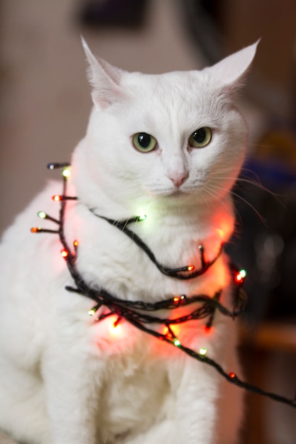 Hermoso gato blanco se sienta envuelto en guirnalda. Guirnaldas luminosas en el cuello del gato. Gato en luces navideñas