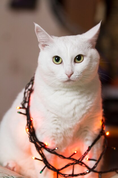 Hermoso gato blanco se sienta envuelto en guirnalda. Guirnaldas luminosas en el cuello del gato.