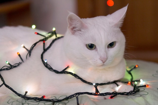 Hermoso gato blanco se sienta envuelto en guirnalda. Guirnaldas luminosas en el cuello del gato.